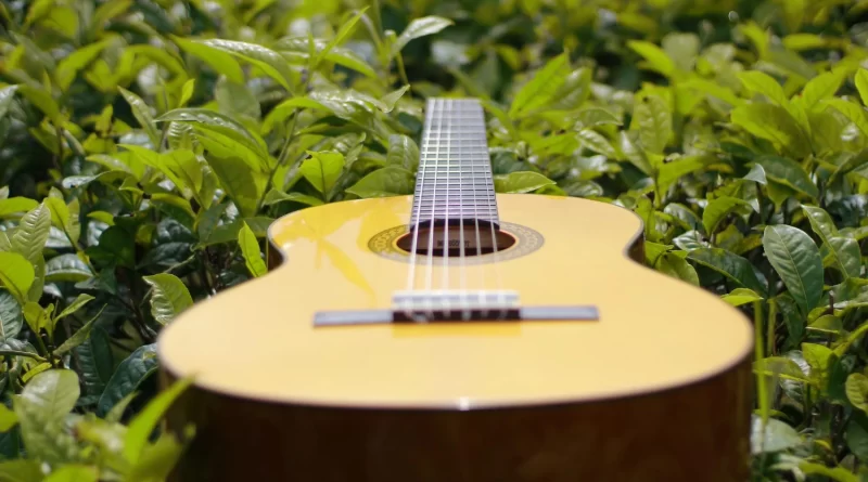Violão de madeira apoiado sobre plantas verdes, simbolizando harmonia entre música e natureza.